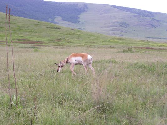 The antelope continues grazing.
