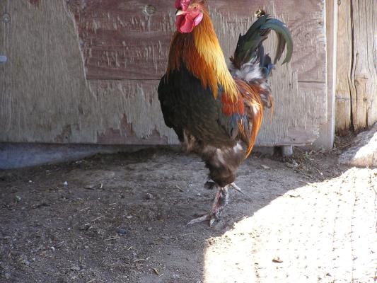 rooster