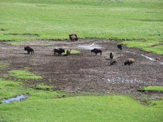 Bison