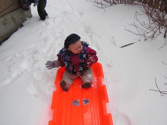Sarah eating snow in the sled.