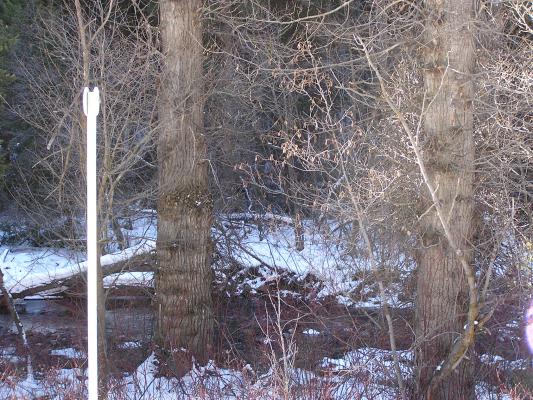 There's a moose in there somewhere.