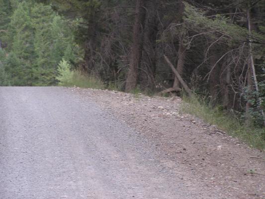 I think I must have missed a deer.