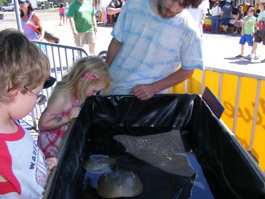 Noah and Sarah see the horseshoe crabs.