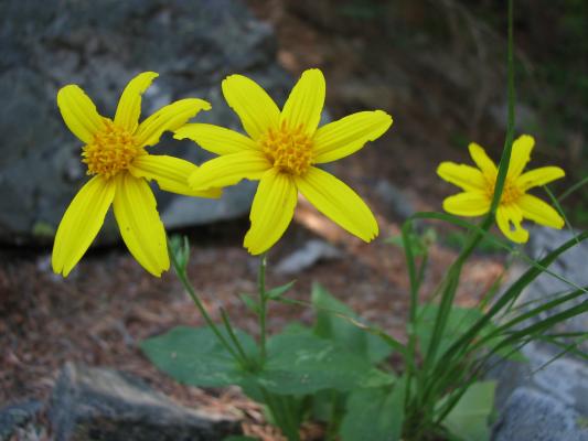 wild flowers
