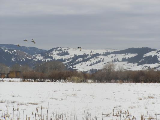 We saw some birds fly away.