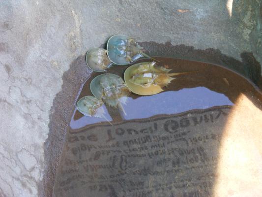 horseshoe crabs at fair.