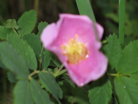 Wild Rose.