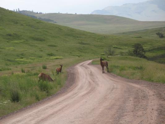Elk on the road at the Bison Range.