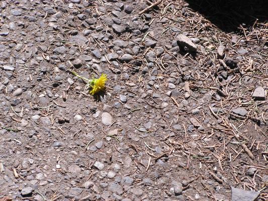 A dandylion