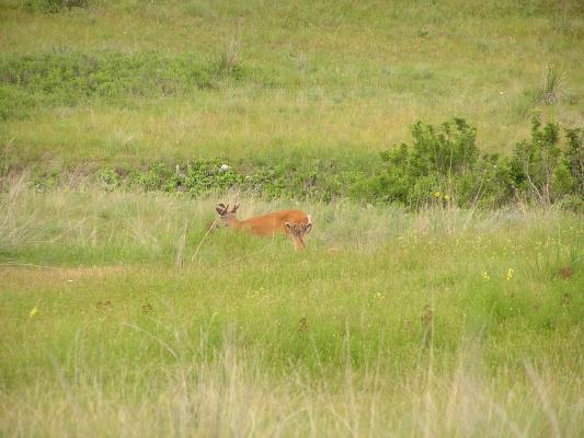A couple of deer in the grass at the Bison Range.