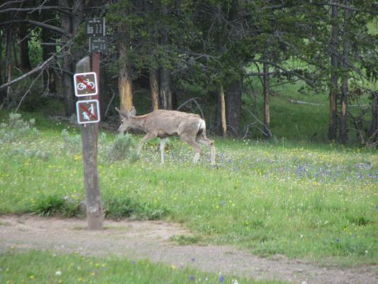 deer