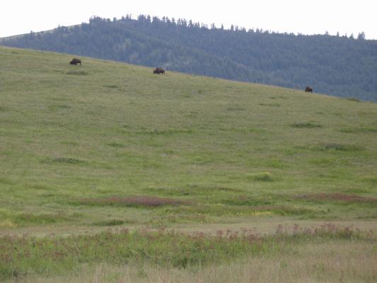 Buffalo at the Bison Range.