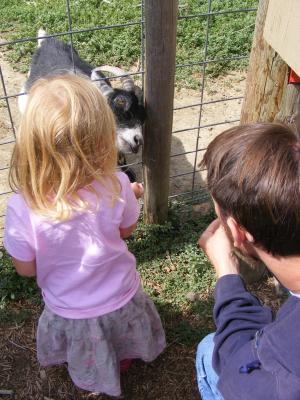 Sarah feeds some goats.