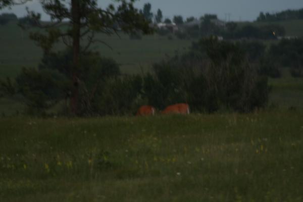 A couple of deer.