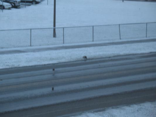 It's a duck and some snow.
