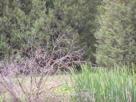 Yellow headed bird on the nature trail.