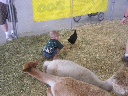 The chicken escapes Noah's grasp
