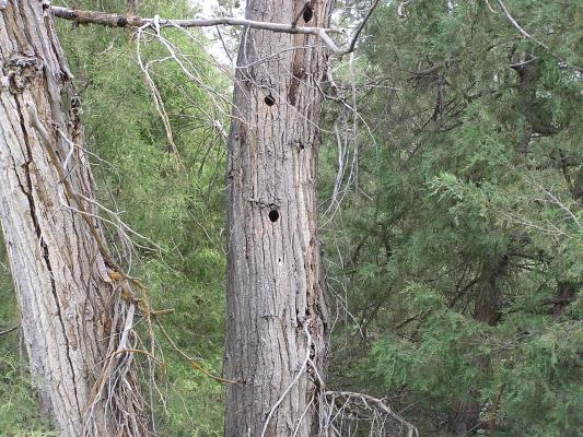 Wood pecker holes.