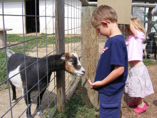 The goat is very eager to eat some pellets.