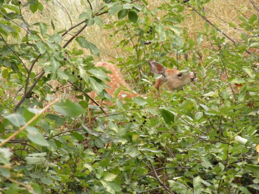 A fawn eats some leaves.