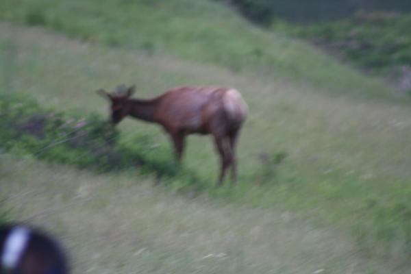 An elk.