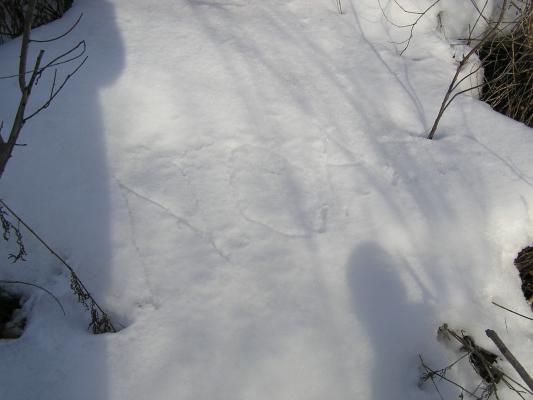 David wrote NOAH in the snow.