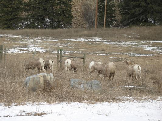 Big horn sheep.
