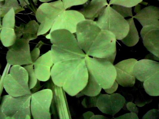 Four leaf clover at Mount Saint Helens
