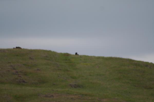 Buffalos on the horizon.