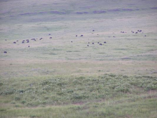Herd of Buffalo at the Bison Range.