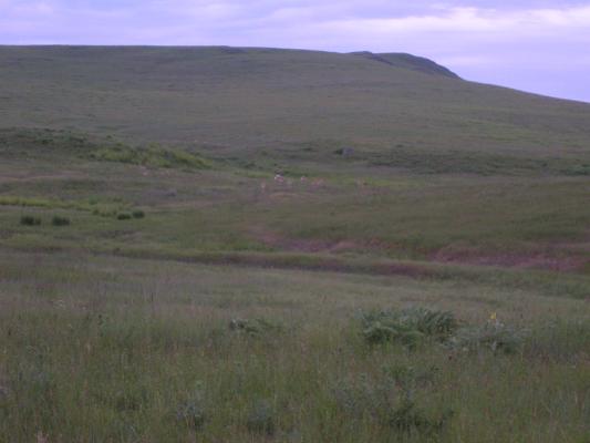 Antelope