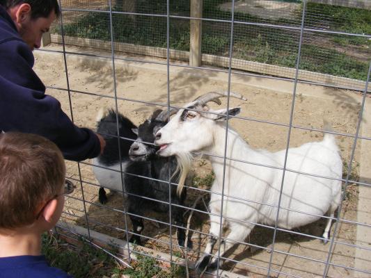 David feeds the goats.