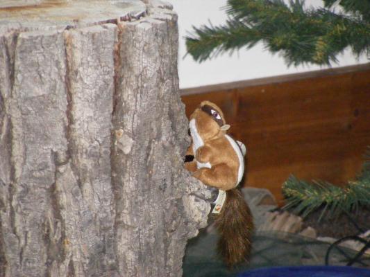 chipmunk at VBS