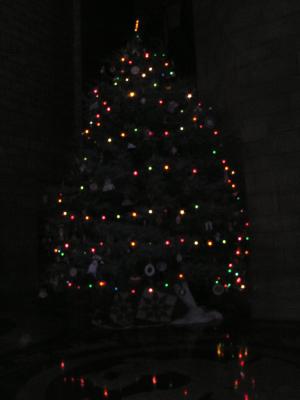 tree at capitol