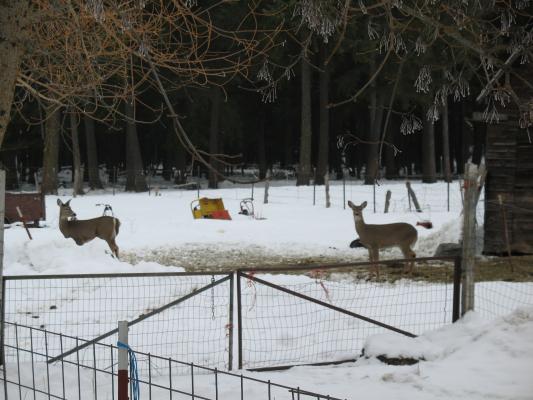 Deer at Grandpa's house