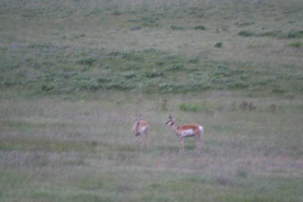 A couple of antelope.