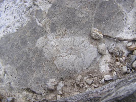 Here's a nice fossil.