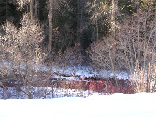 There's a moose in there somewhere.