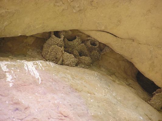 Birds cause erosion