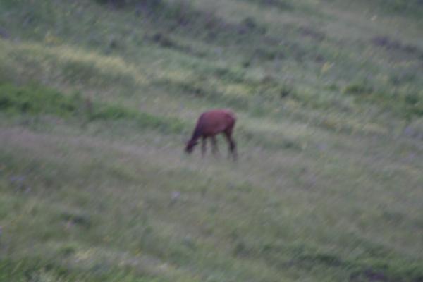 An elk.