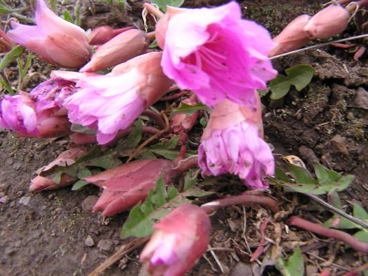 Bitterroot flowers