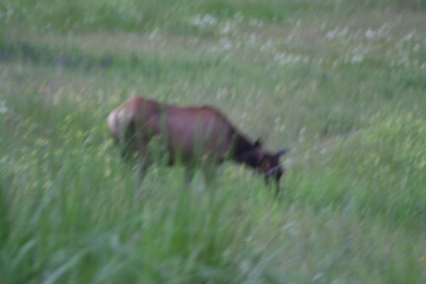An elk.