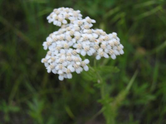 flowers at the Holiday campground