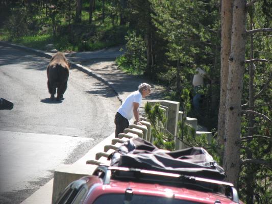American Buffalo on bridge