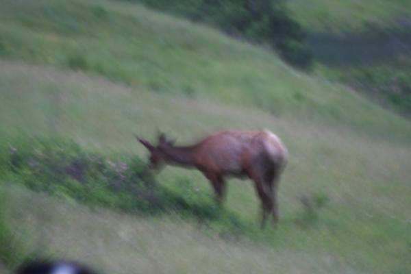 An elk