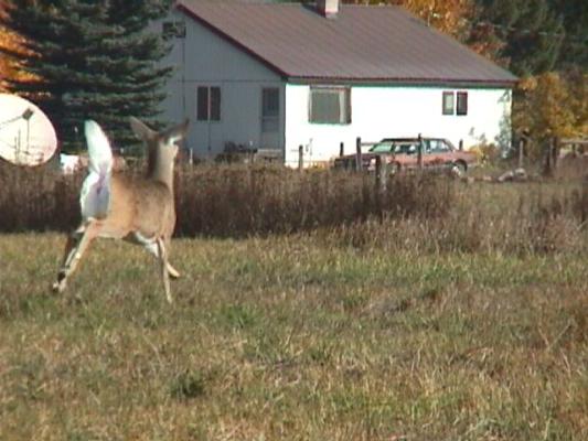 Deer at Grandma's house