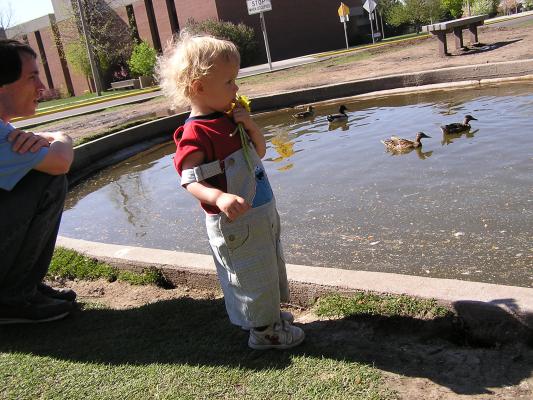 Noah contemplates throwing the dandilions at the ducks.