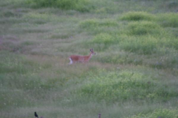 Robert says this is an antelope.