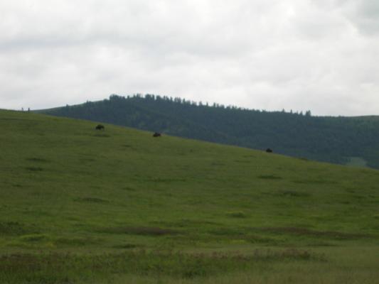 Three Buffalo