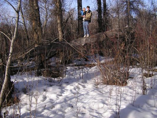 David had to climb onto his favorite log high in the air.